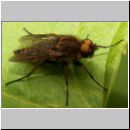 Thereva sp - Stilettfliege 01c 11mm.jpg